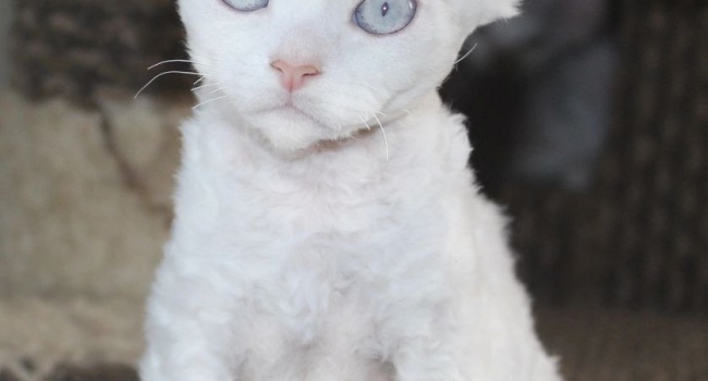 Devon Rex aus dem Haus der Madonna